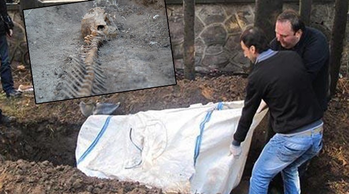 5 yıl önce gömülen yunusun iskeleti çıkarıldı