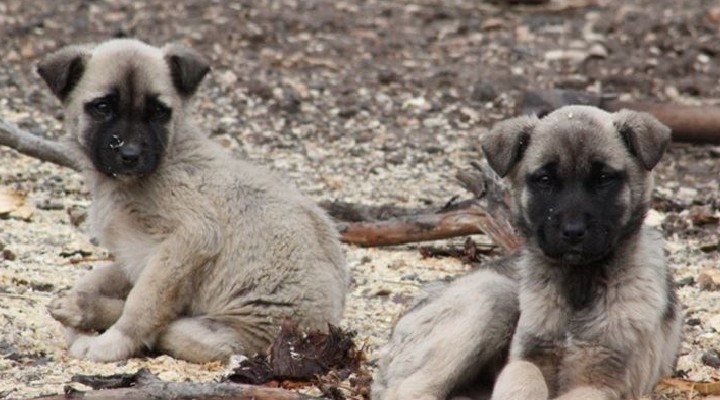 60 ı yavru yaklaşık 70 köpek... Dağlık alanda, aç susuz ölüme terk edildiler