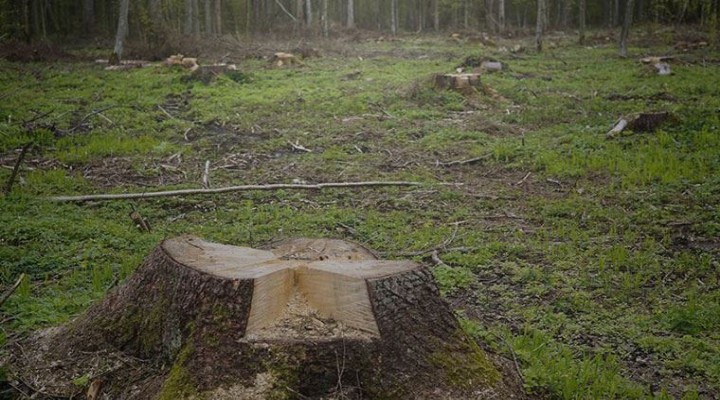 AK Partililer ormanı talan etmekten yargılanıyor!
