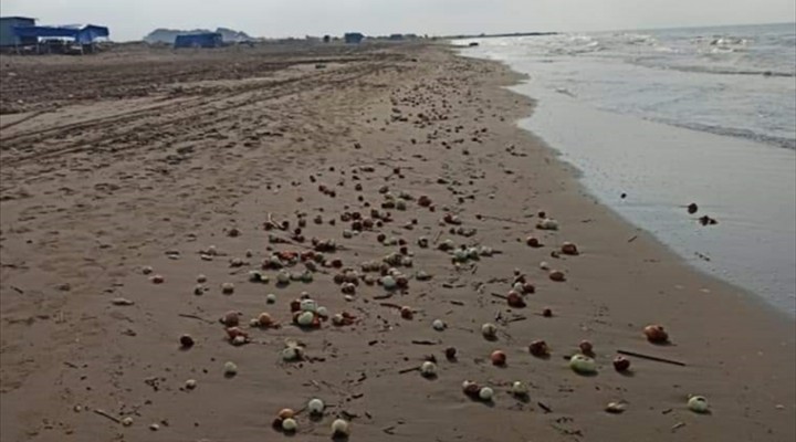 Adana da dalgalarla geldiği plajı dolduran yüzlerce kilo soğan şaşkınlığı