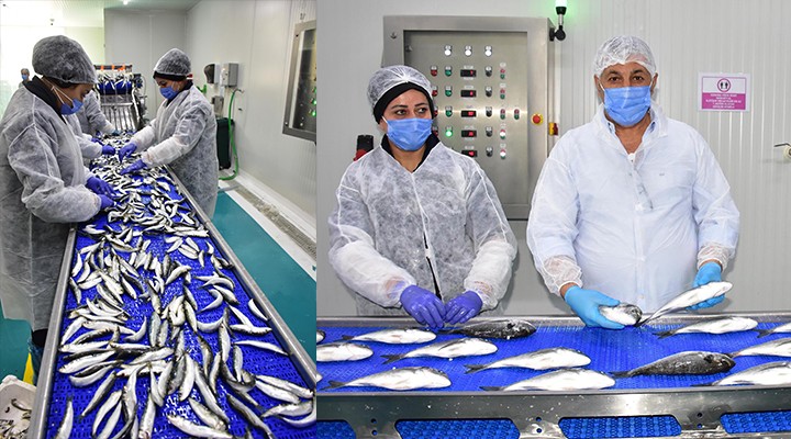 Avrupa pandemide Türkiye den balık yedi