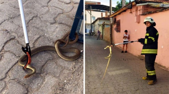 Ayakkabılığa 1,5 metre uzunluğunda yılan girdi