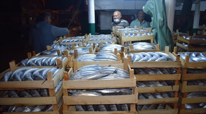 Balıkçılar limana 10 bin palamutla döndü!