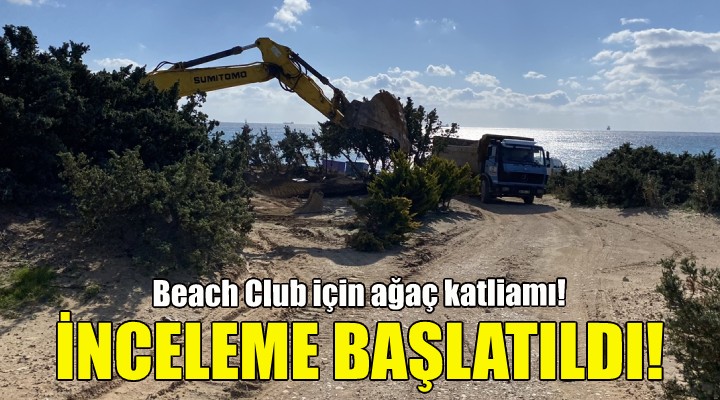 Beach Club için ağaç katliamı!