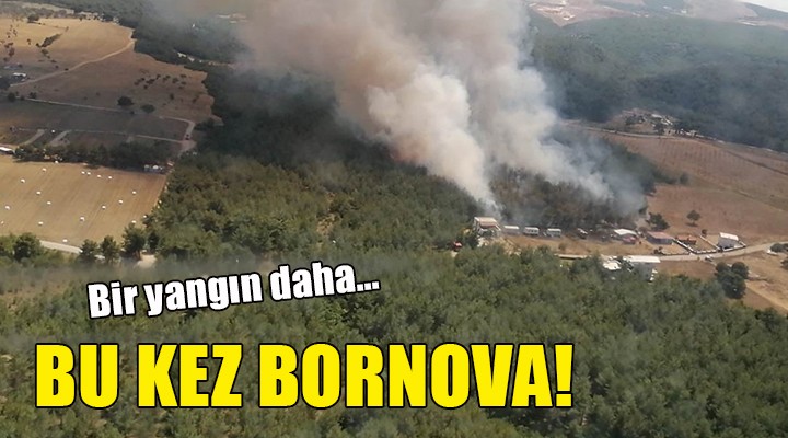 Bir yangın daha... Bu kez Bornova!