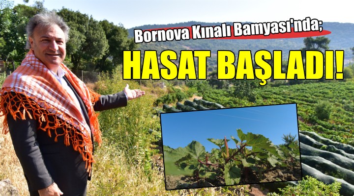 Bornova Kınalı Bamyası’nın hasadı başladı...
