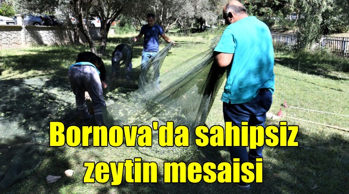 Bornova da sahipsiz zeytin atağı