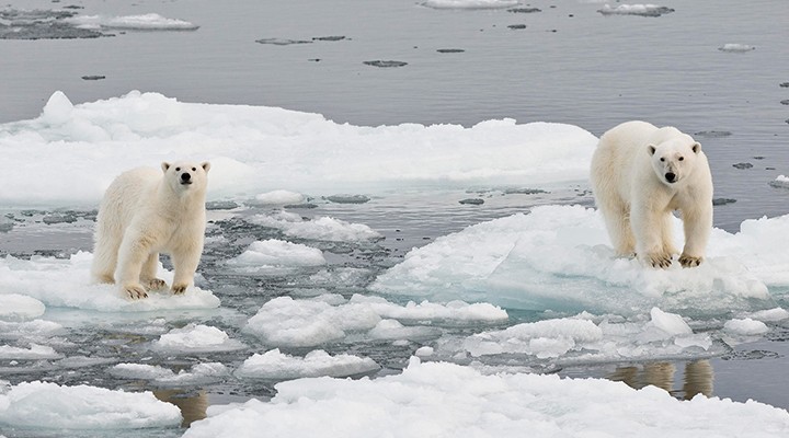 CHP li Bakan:  İklim krizi sadece kutup ayılarının sorunu değil 