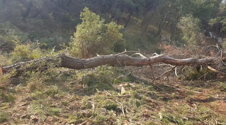 CHP li Beko TBMM ye taşıdı... Bergama da orman arazileri peşkeş çekiliyor!