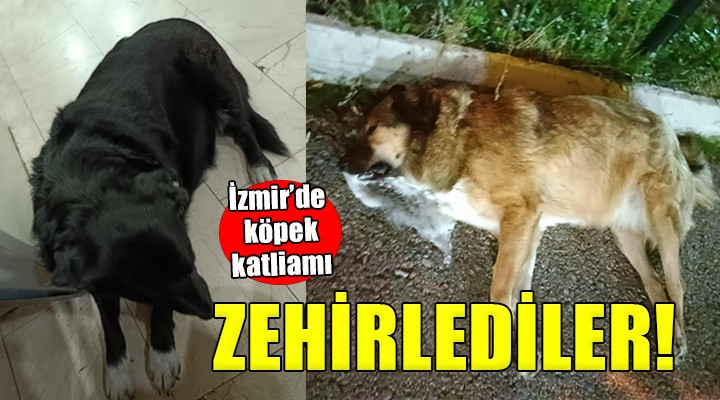 İzmir de köpek katliamı...
