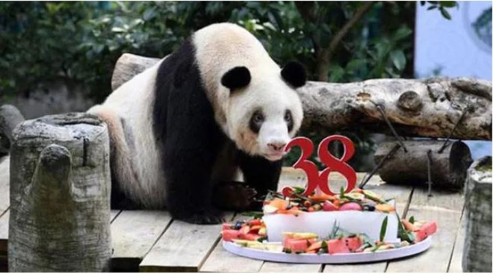 Dünyanın en yaşlı pandası  Şinşing  öldü