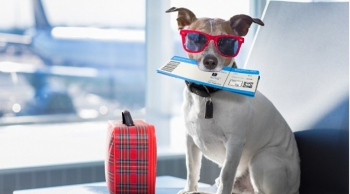 Evcil hayvanlar otobüslerde yolcularla seyahat edebilecek!