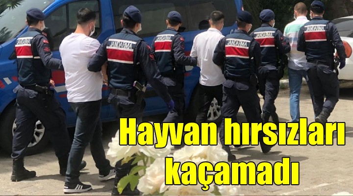 Hayvan hırsızları İzmir e dadandı
