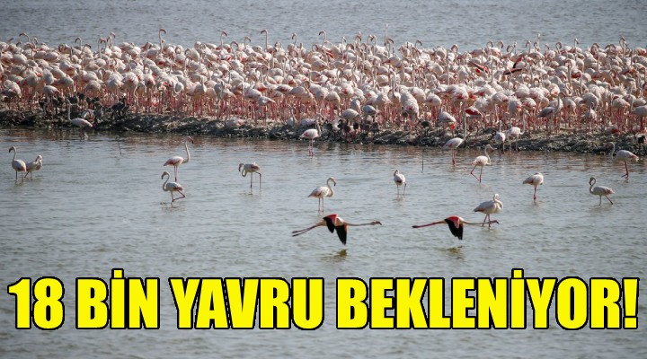 İzmir 18 bin flamingo yavrusunu bekliyor!