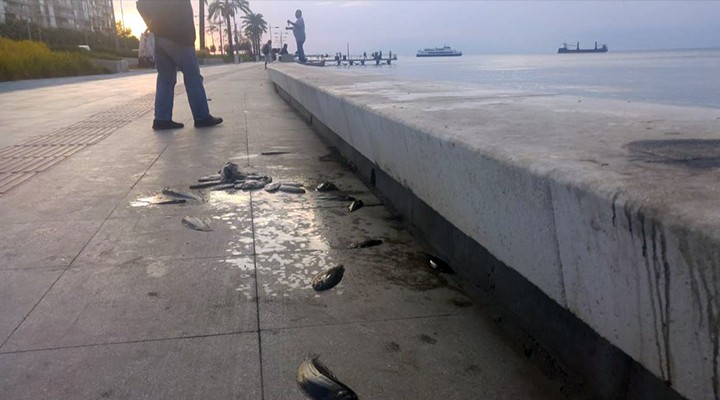 İzmir Körfezi nde korkutan olay... Kepçesini alan sahile koştu