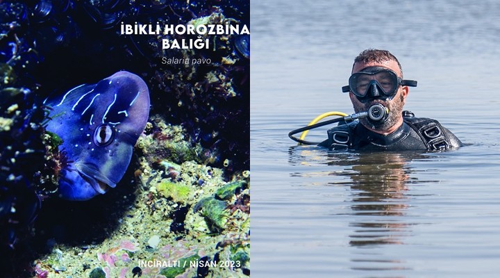 İzmir Körfezi’nde biyolojik çeşitlilik izleme çalışmaları başlıyor!