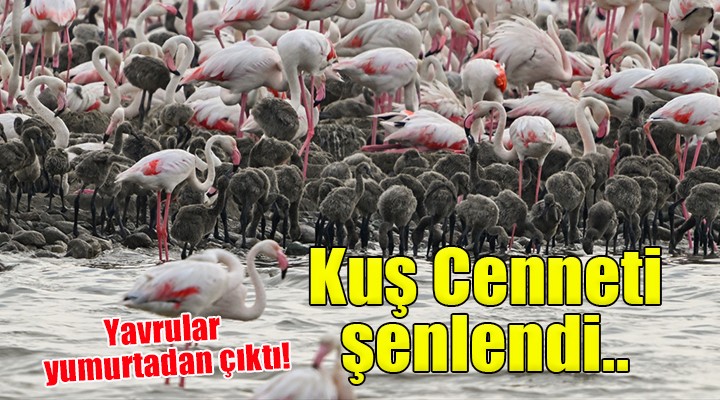 İzmir Kuş Cenneti nde flamingolar yumurtadan çıktı!