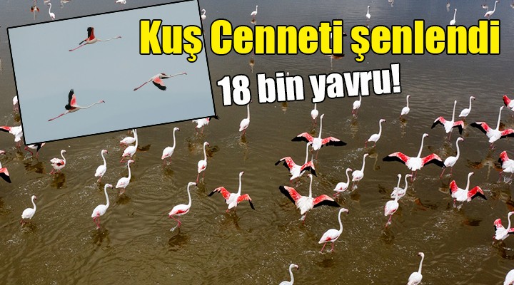 İzmir Kuş Cenneti şenlendi... 18 bin yavru!