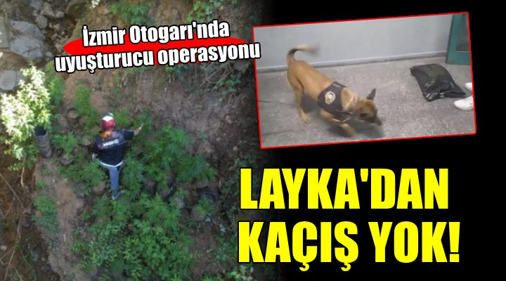 İzmir Otogarı'nda uyuşturucu operasyonu...