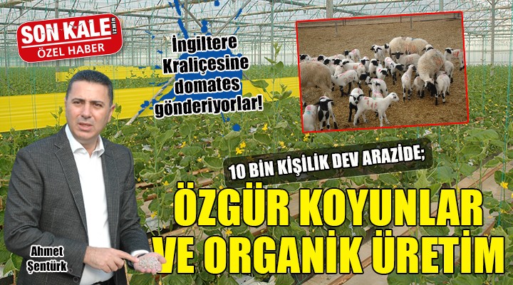 İzmir de 10 bin dönümlük dev arazide özgür koyunlar ve organik sebze üretimi...