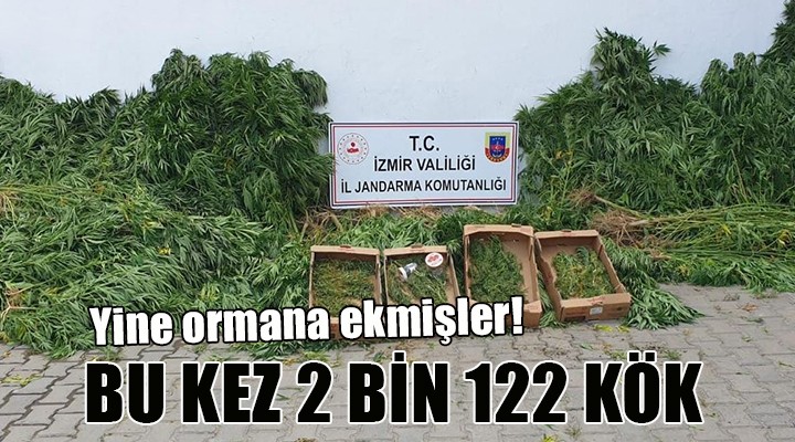 İzmir de 2 bin 122 kök kenevir ele geçirildi