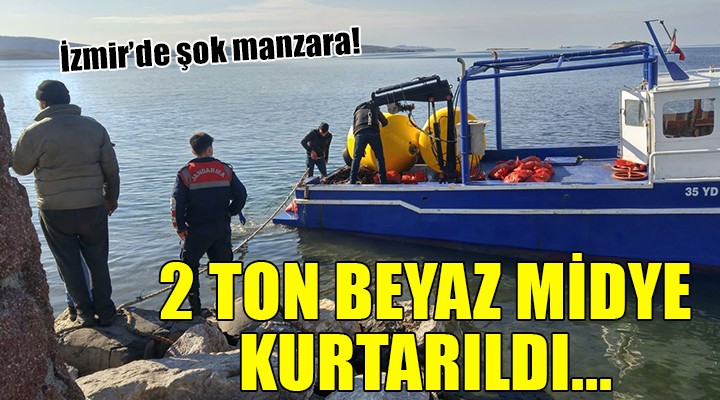 İzmir de 2 ton beyaz midye kurtarıldı!
