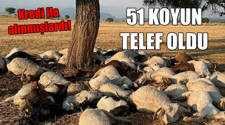İzmir de 51 koyun telef oldu