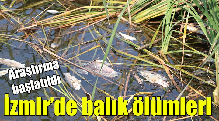 İzmir de balık ölümleri