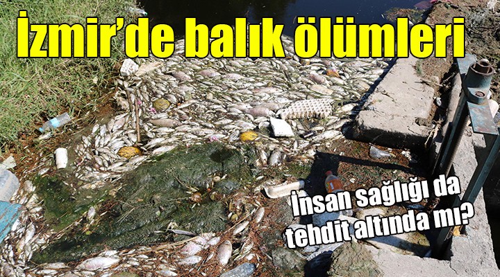 İzmir de balık ölümleri...