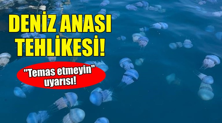 İzmir de deniz anası tehlikesi!