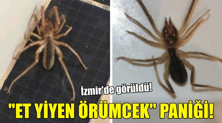 İzmir de  et yiyen örümcek  paniği!
