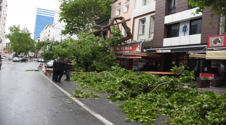 İzmir de fırtına ağaçları devirdi