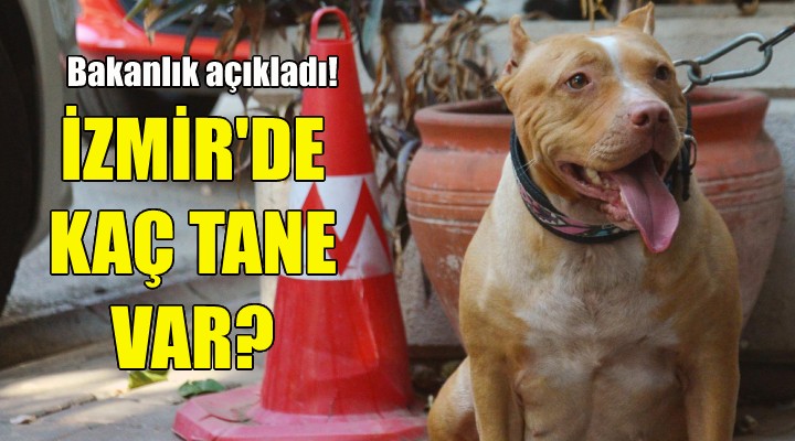 İzmir de kaç tane tehlikeli ırk köpek var?