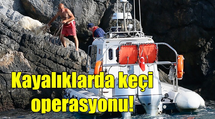 İzmir de kayalığa sıkışan keçiyi Sahil Güvenlik ekipleri kurtardı