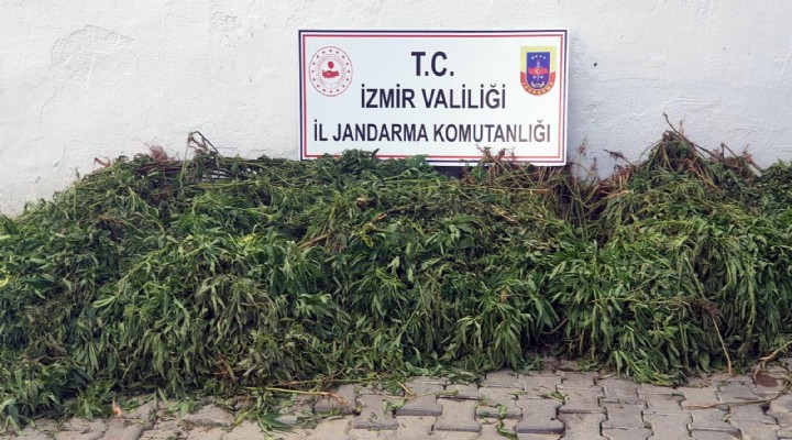İzmir e 108 kök kenevir bitkisi ele geçirildi