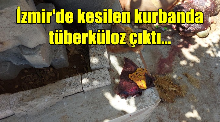 İzmir de kesilen kurbanda tüberküloz çıktı