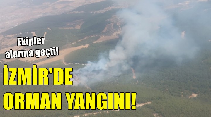İzmir de orman yangını!