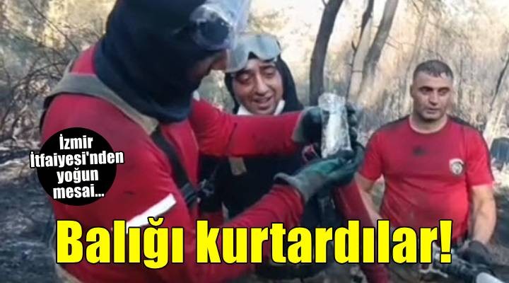 İzmir'de orman yangınında can çekişirken bulunan balığı itfaiye kurtardı