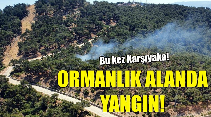 İzmir de ormanlık alanda yangın!