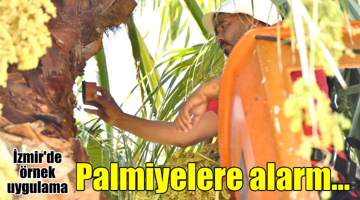 İzmir de palmiyelere alarm sistemi...