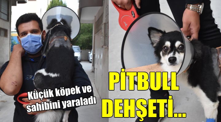 İzmir de pitbull dehşeti... Küçük köpek ve sahibini yaraladı!