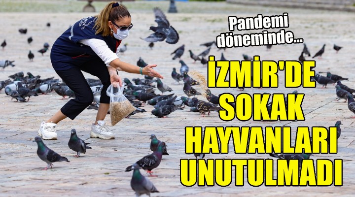 İzmir de sokak hayvanları unutulmadı!