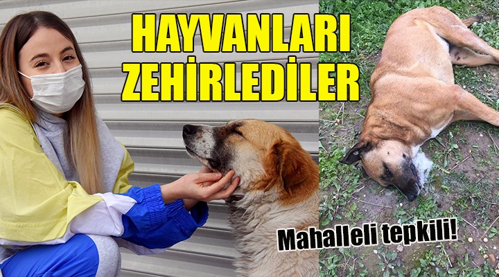 İzmir de sokak hayvanlarını zehirlediler!