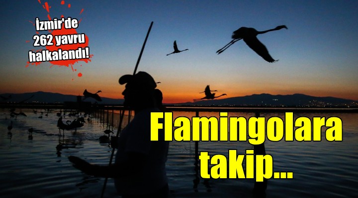 İzmir de yavru flamingoların yaşamı takip edilecek...