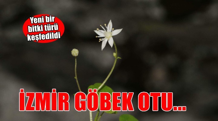 ?zmir'de yeni bir bitki türü ke?fedildi