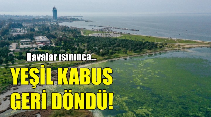 İzmir de yeşil kabus geri döndü!