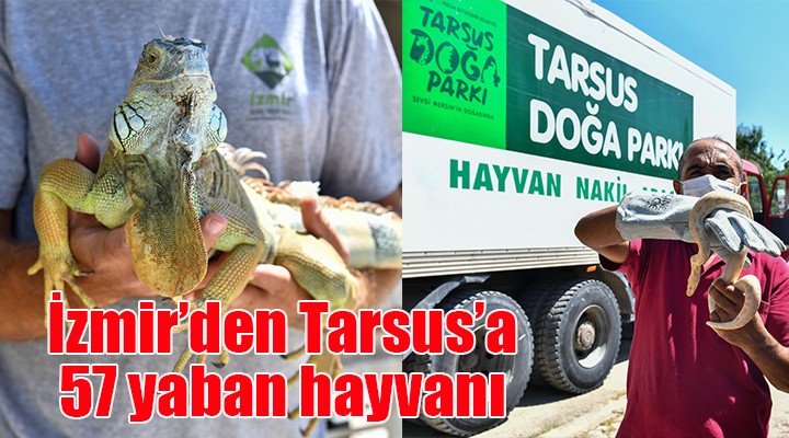 İzmir den Tarsus a 57 yaban hayvanı