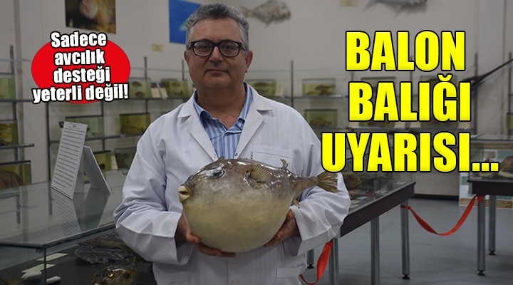 İzmir den balon balığı uyarısı...