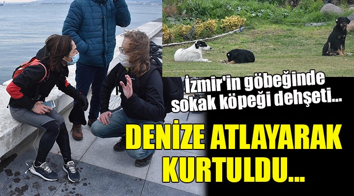 İzmir in göbeğinde köpek dehşeti... DENİZE ATLAYARAK KURTULDU!