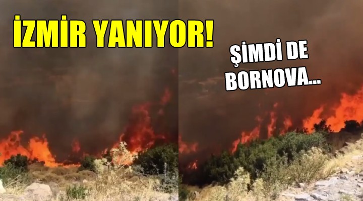 İzmir yanıyor... Şimdi de Bornova ve Menderes!